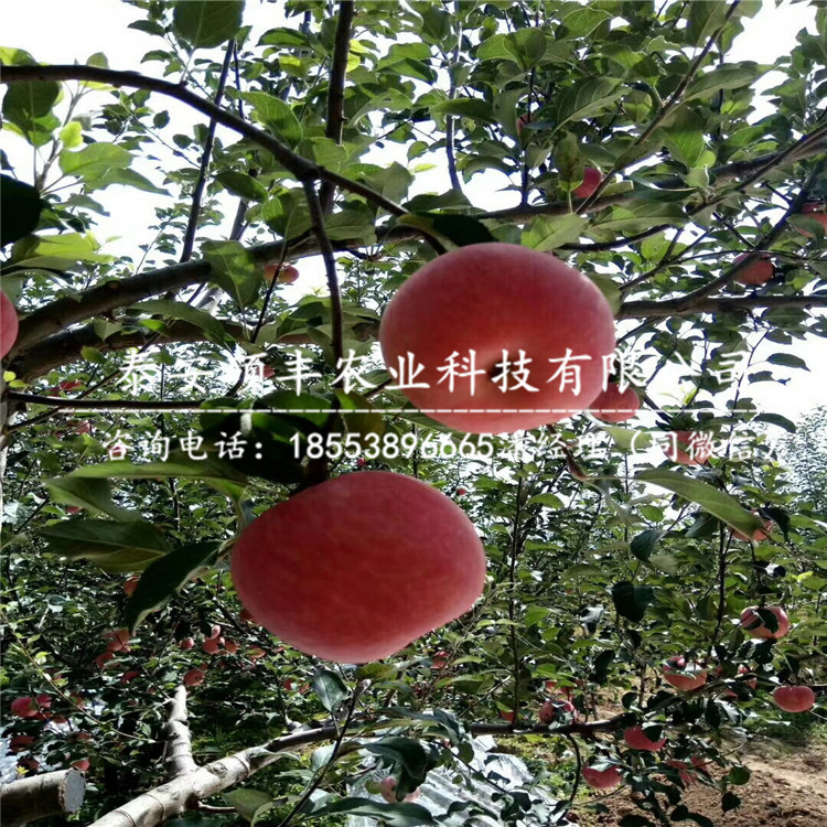王林蘋果苗出售價(jià)格、王林蘋果苗保濕郵寄
