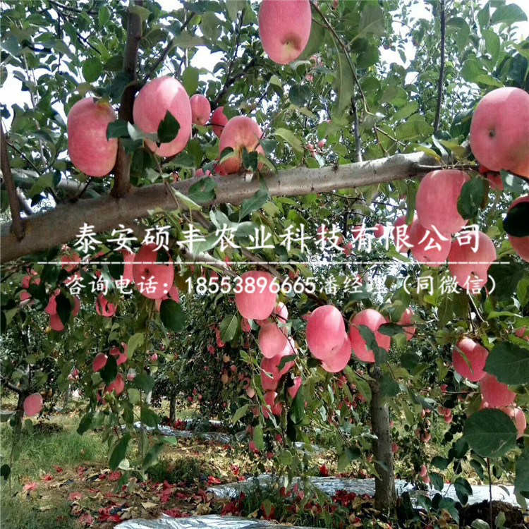 嫁接紅之舞蘋果苗、紅之舞蘋果苗怎么成活率高