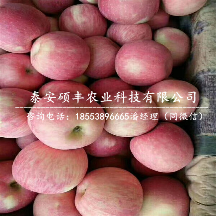 青香蕉蘋果苗供應(yīng)商、青香蕉蘋果苗市場(chǎng)行情