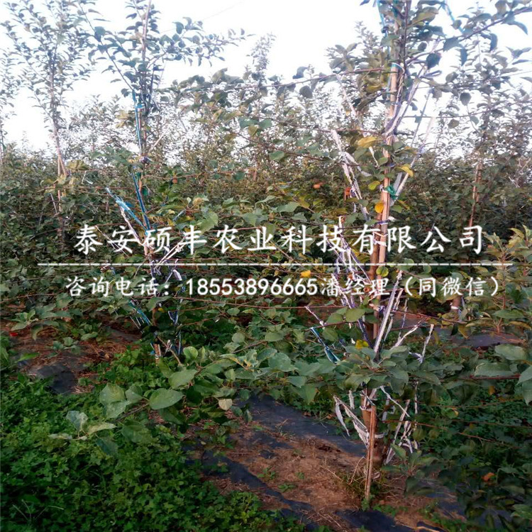 岳紅蘋果苗原產(chǎn)地、岳紅蘋果苗論述