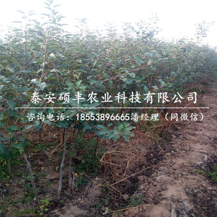 紅色之愛蘋果苗種植技術(shù)、紅色之愛蘋果苗優(yōu)點及缺點