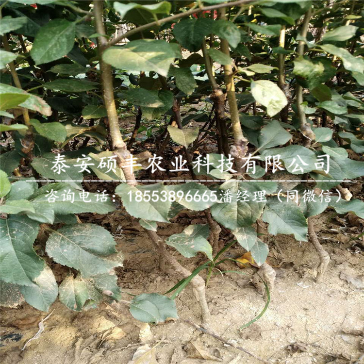 山東煙富8號蘋果苗、煙富8號蘋果苗怎么成活率高