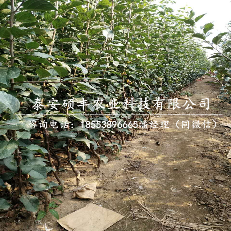 岳紅蘋果苗原產(chǎn)地、岳紅蘋果苗論述