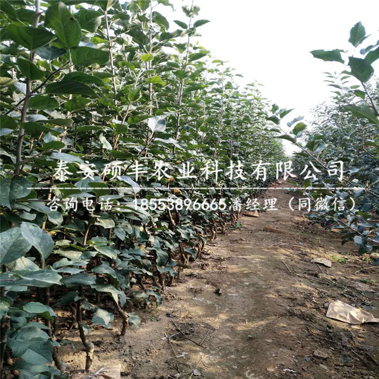 2018年紅麗蘋果苗管理