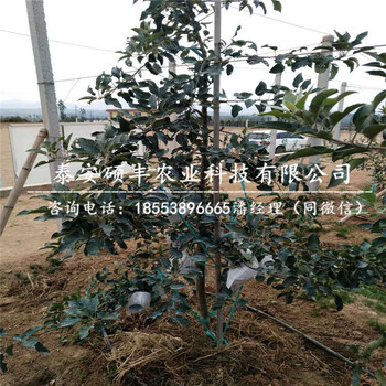 2018年喬納金蘋果苗產(chǎn)地、2018年喬納金蘋果苗缺點