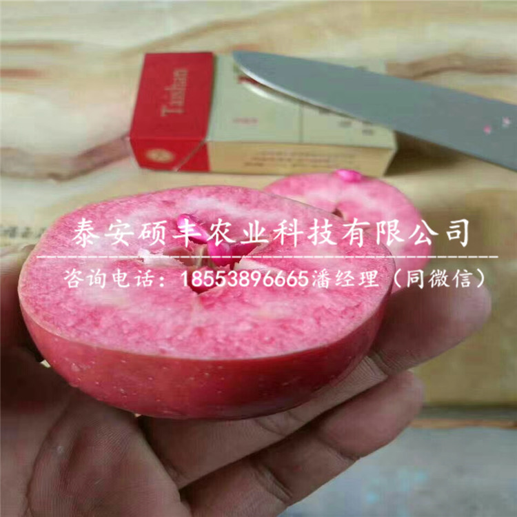 山東新疆阿克蘇蘋(píng)果苗、新疆阿克蘇蘋(píng)果苗行情