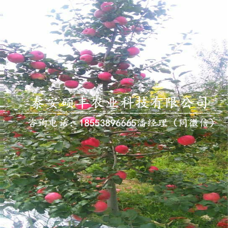 1公分煙富8號(hào)蘋果苗一畝地種多少