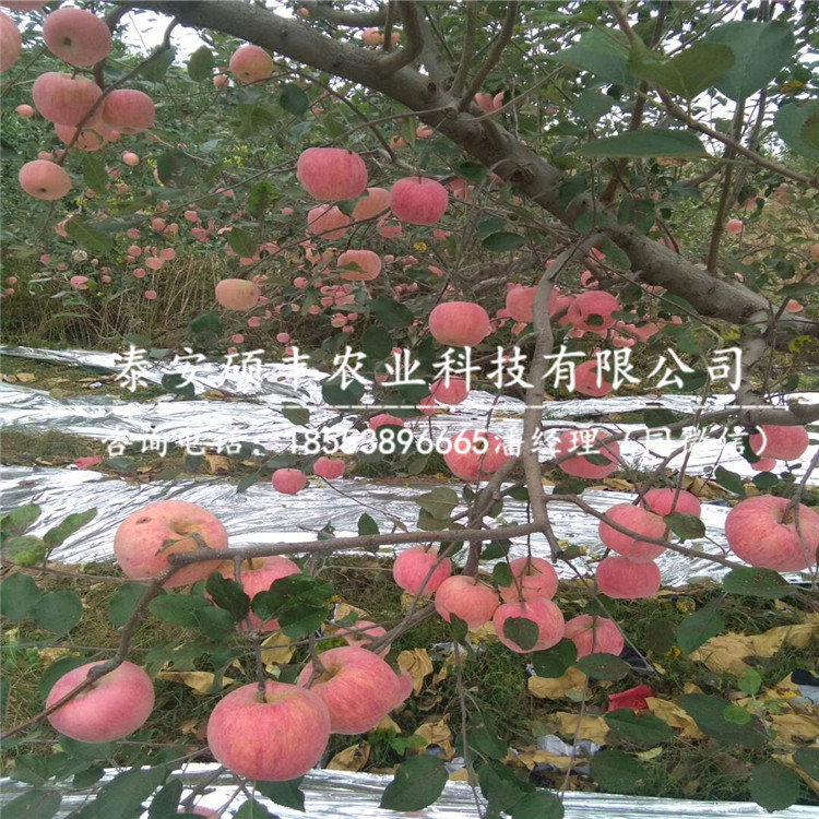 山東青香蕉蘋(píng)果苗廠家供應(yīng)、山東青香蕉蘋(píng)果苗幾月份出售