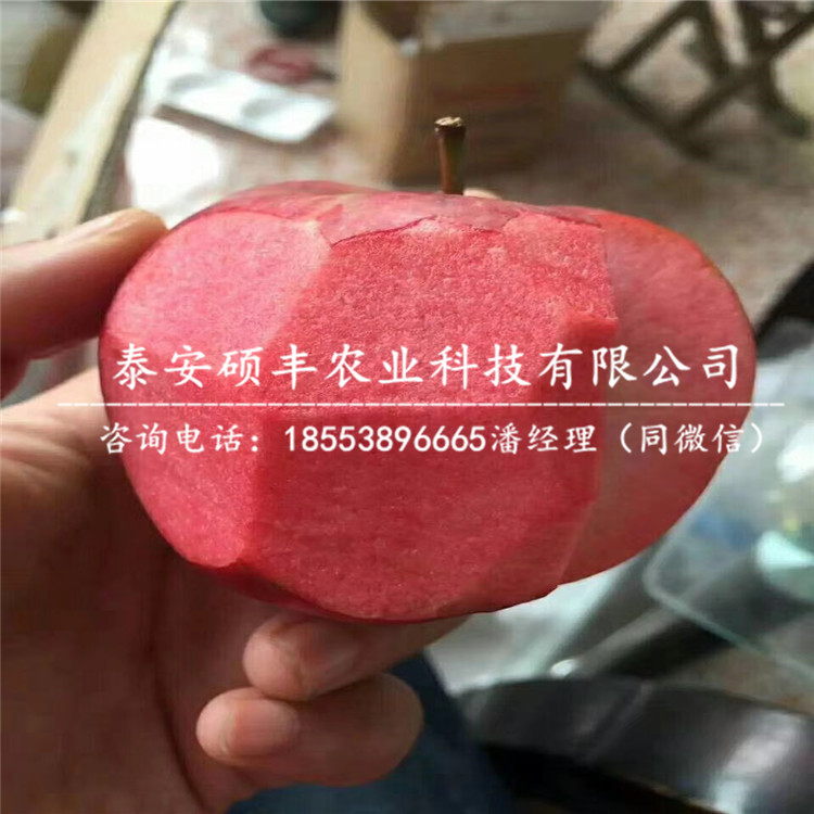 山東藤牧1號(hào)蘋(píng)果苗價(jià)格、山東藤牧1號(hào)蘋(píng)果苗怎么處理