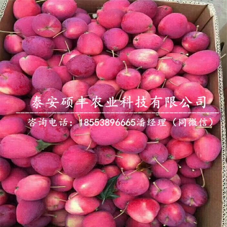 藤牧1號(hào)蘋果苗多少錢、藤牧1號(hào)蘋果苗圖片