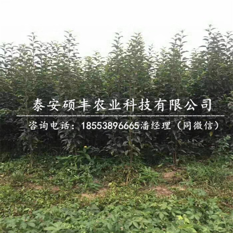 5公分蜜脆蘋果苗一畝種植多少棵