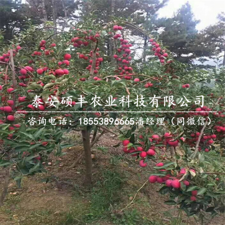 2018年煙富八號(hào)蘋(píng)果苗包郵價(jià)格、2018年煙富八號(hào)蘋(píng)果苗批發(fā)