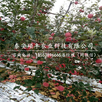 矮化信濃紅蘋果苗、信濃紅蘋果苗每棵價格