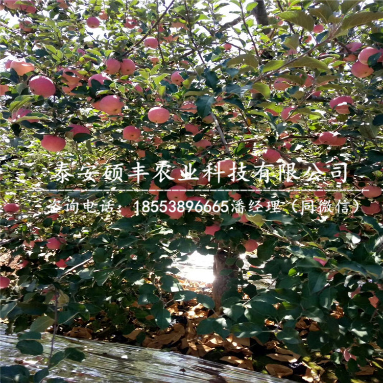 金帥蘋果苗市場、金帥蘋果苗種植及管理