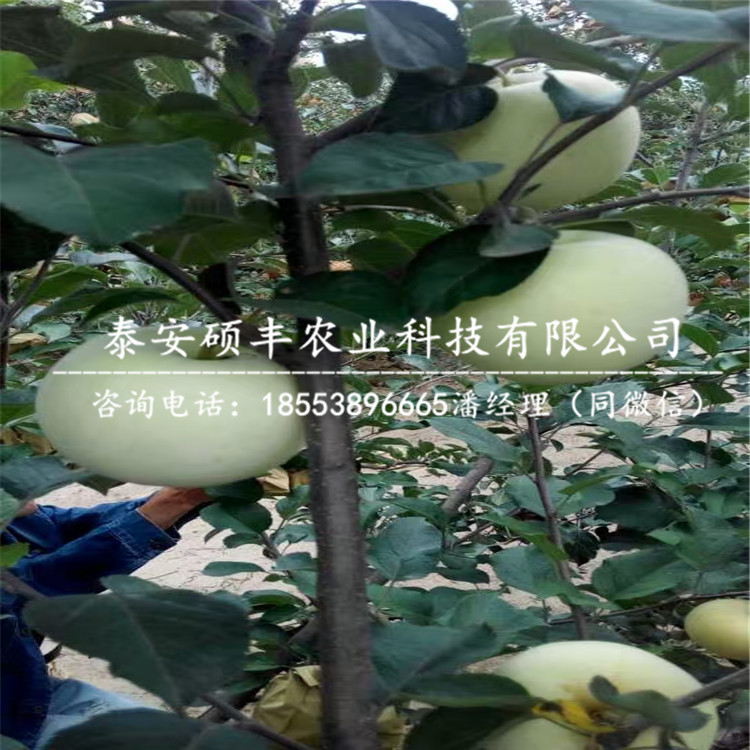 嫁接煙富8號蘋果苗市場行情、嫁接煙富8號蘋果苗保濕郵寄