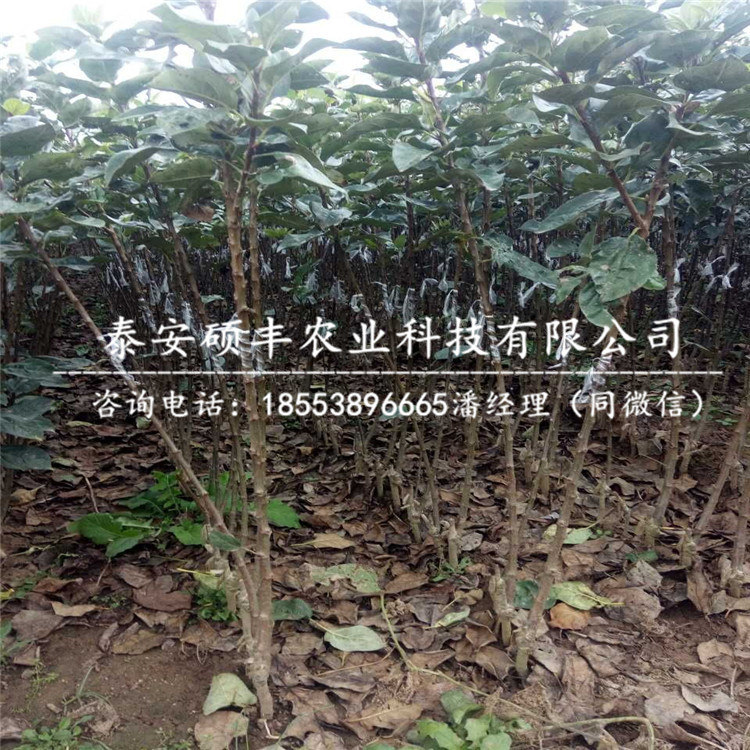 嫁接王林蘋(píng)果苗哪里好、嫁接王林蘋(píng)果苗供應(yīng)