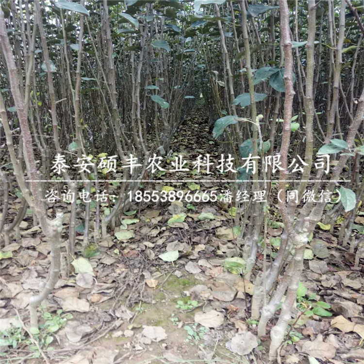 青香蕉蘋果苗市場、青香蕉蘋果苗畝產(chǎn)多少斤