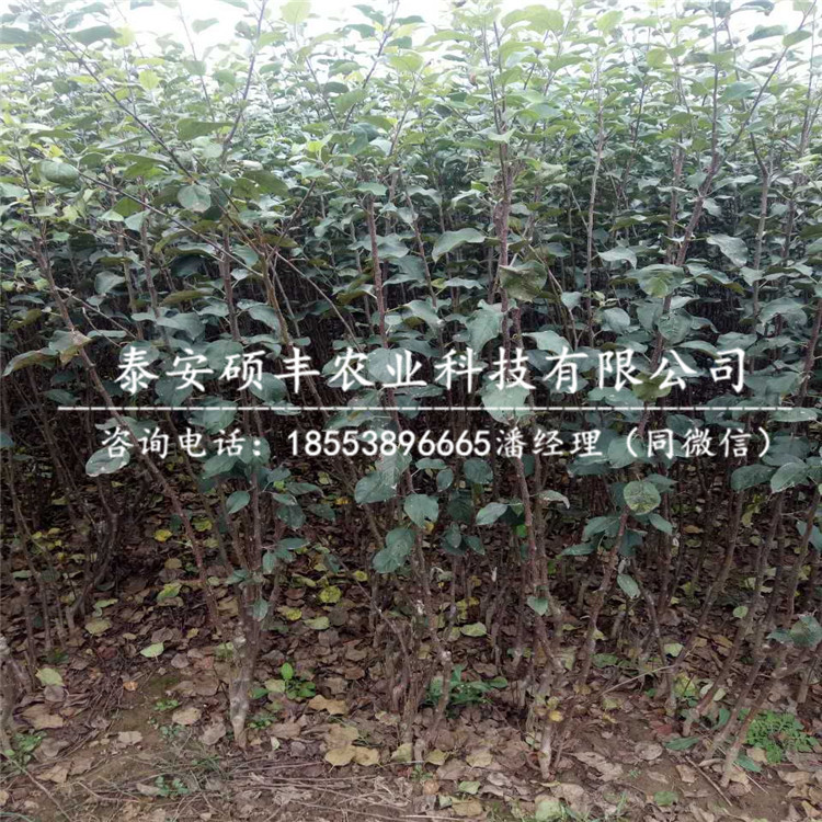 紅將軍蘋果苗市場行情、紅將軍蘋果苗行情價(jià)格