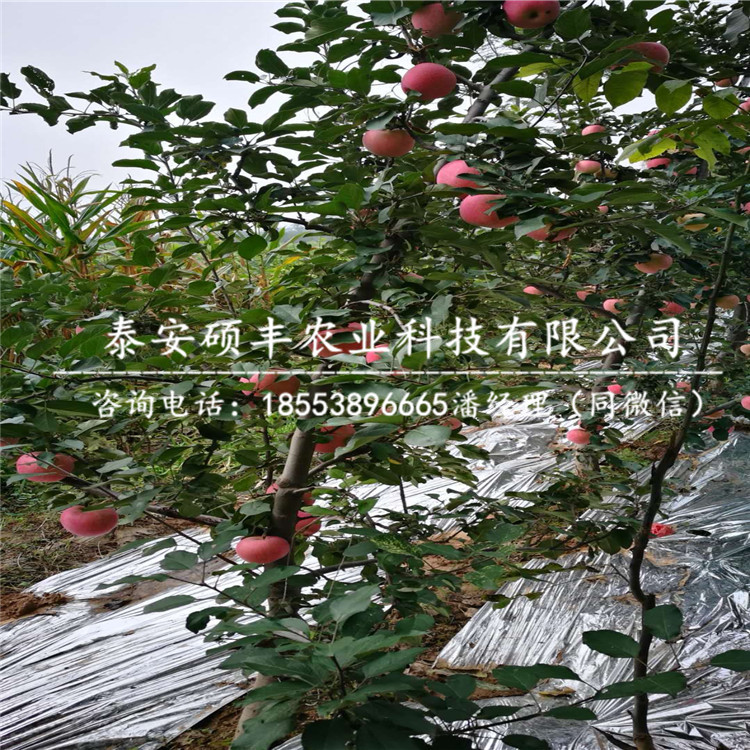 美八蘋果苗哪里有、美八蘋果苗廠家供應(yīng)