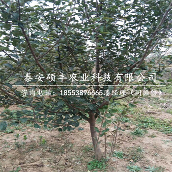 哪里有水蜜桃蘋果苗原產(chǎn)地、哪里有水蜜桃蘋果苗產(chǎn)地價(jià)格
