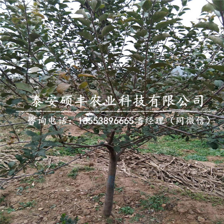 山東寒富蘋果苗、寒富蘋果苗一株多少錢