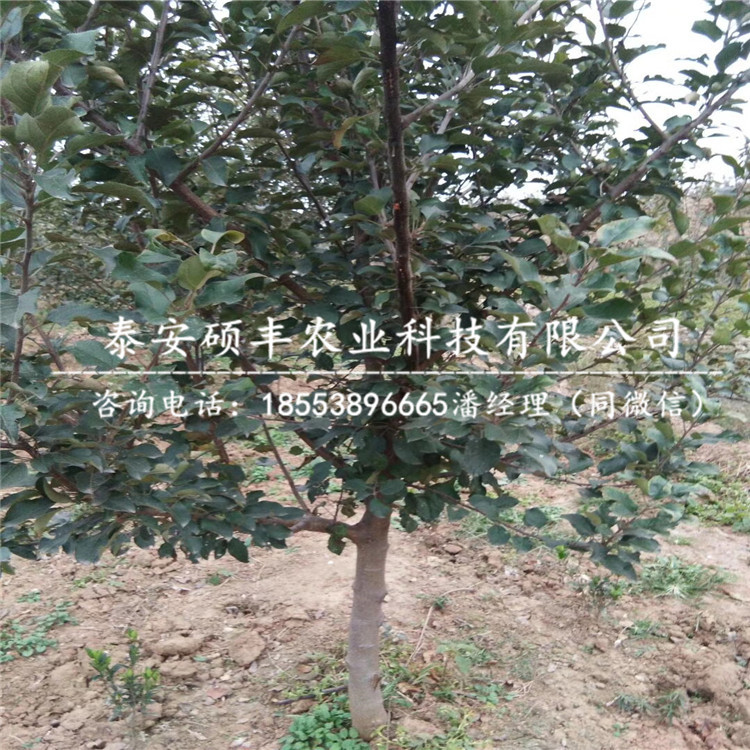 瑞雪蘋果苗利潤、瑞雪蘋果苗管理介紹