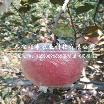 1公分紅之舞蘋果苗價格、1公分紅之舞蘋果苗市場行情價