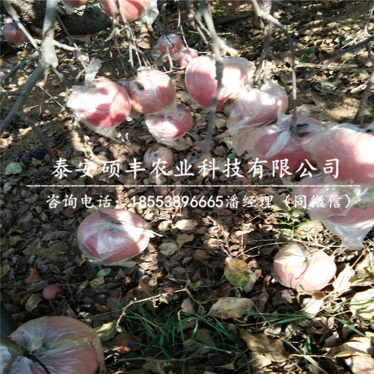 5公分煙富三號蘋果苗價格多少錢