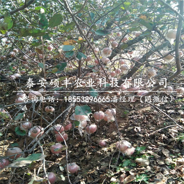 矮化華紅蘋果苗原產(chǎn)地、矮化華紅蘋果苗多少錢出售