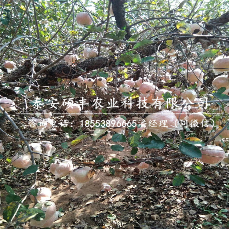 瑞雪蘋果苗利潤、瑞雪蘋果苗管理介紹