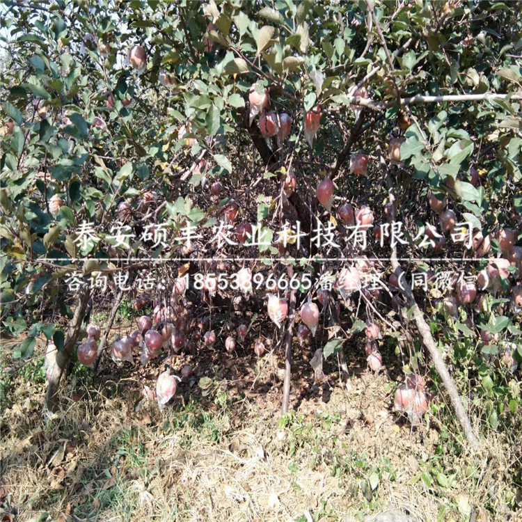 蜜脆苹果苗介绍、蜜脆苹果苗压条