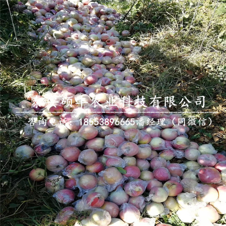 1公分王林蘋果苗怎樣種植