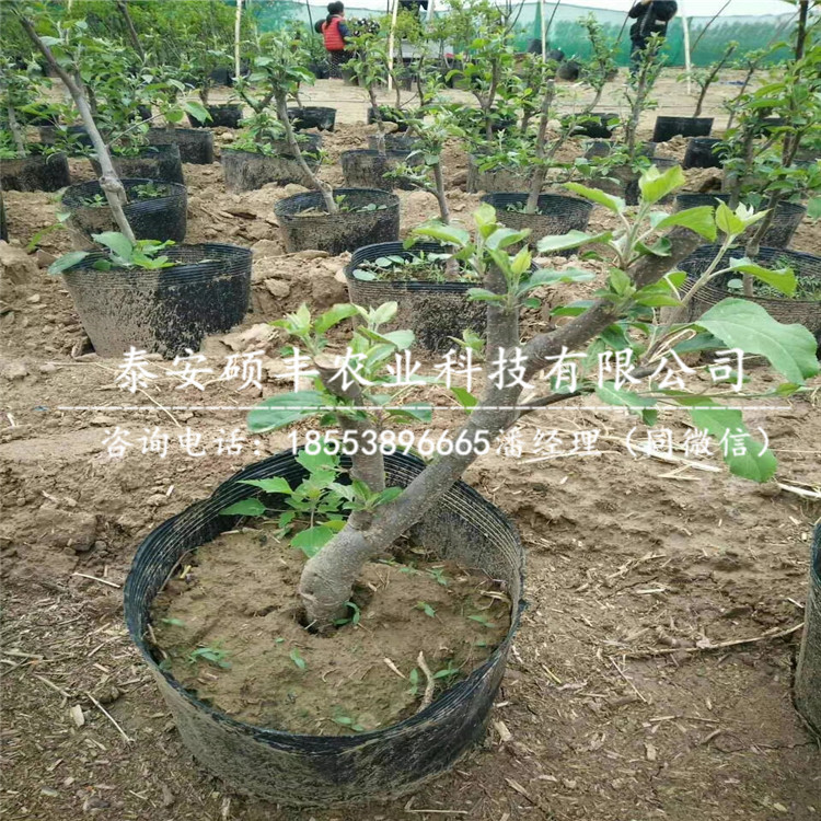 金帥蘋果苗市場、金帥蘋果苗種植及管理