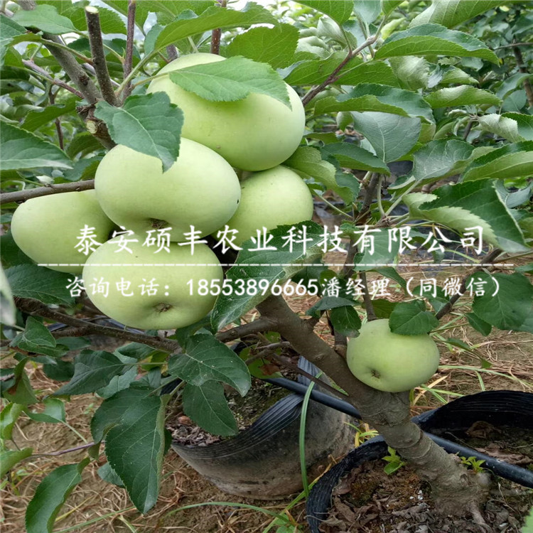 秀水蘋果苗供貨商、秀水蘋果苗廠家