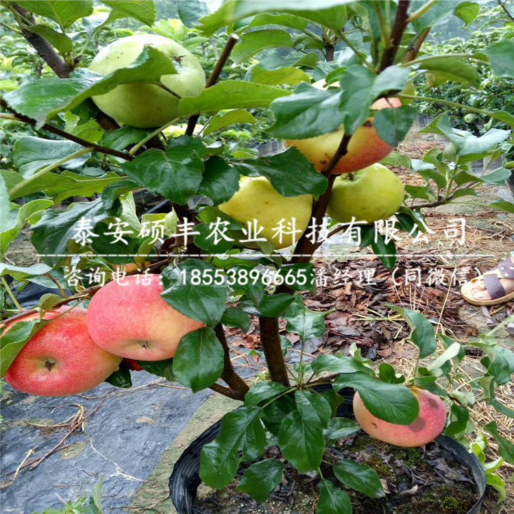 紅色之愛蘋果苗種植技術(shù)、紅色之愛蘋果苗優(yōu)點及缺點