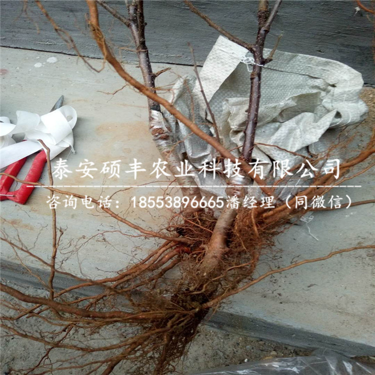 曙光蘋(píng)果苗條件、曙光蘋(píng)果苗發(fā)苗基地