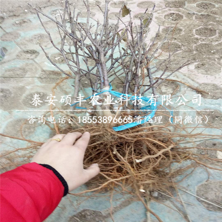 矮化陽(yáng)光富士蘋果苗供貨商、矮化陽(yáng)光富士蘋果苗市場(chǎng)行情價(jià)格