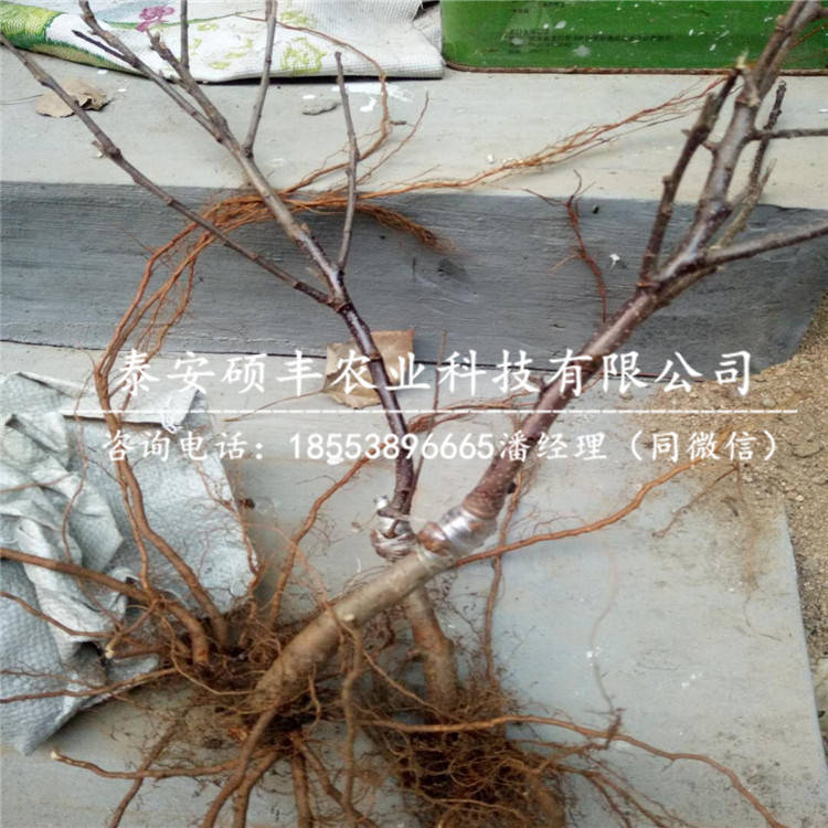 紅將軍蘋果苗廠家供應(yīng)、紅將軍蘋果苗市場(chǎng)價(jià)格