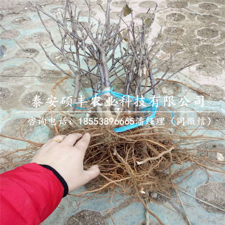 1公分王林蘋果苗怎樣種植