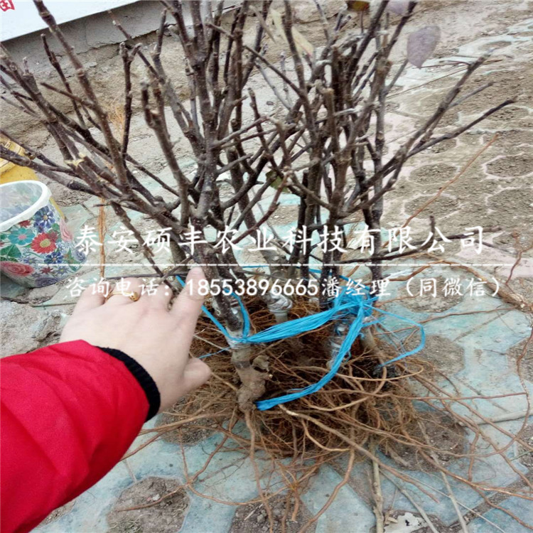 煙富2001蘋(píng)果苗市場(chǎng)行情、煙富2001蘋(píng)果苗多少錢(qián)