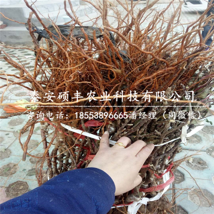 美八蘋果苗哪里有、美八蘋果苗廠家供應(yīng)