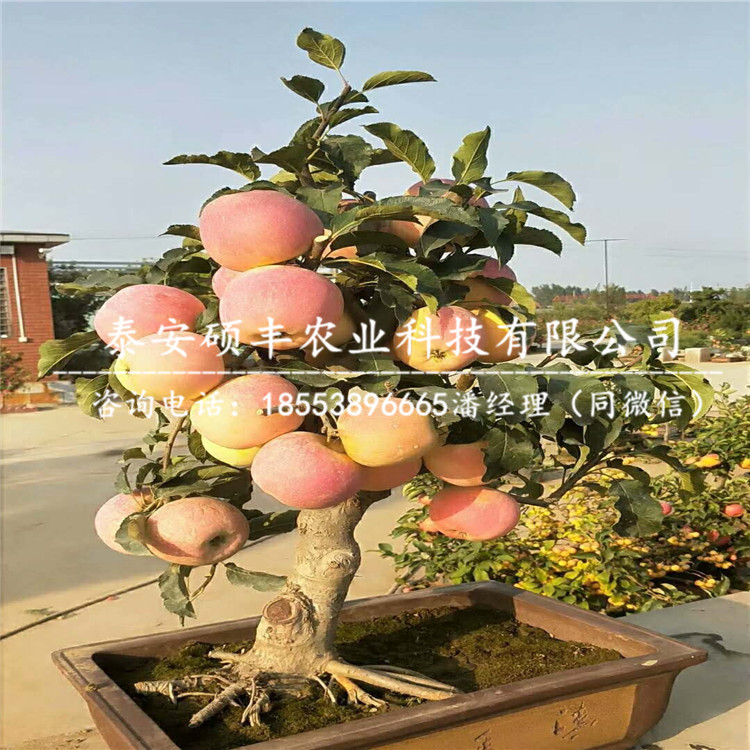 5公分七月天仙蘋(píng)果苗產(chǎn)地、5公分七月天仙蘋(píng)果苗保濕郵寄