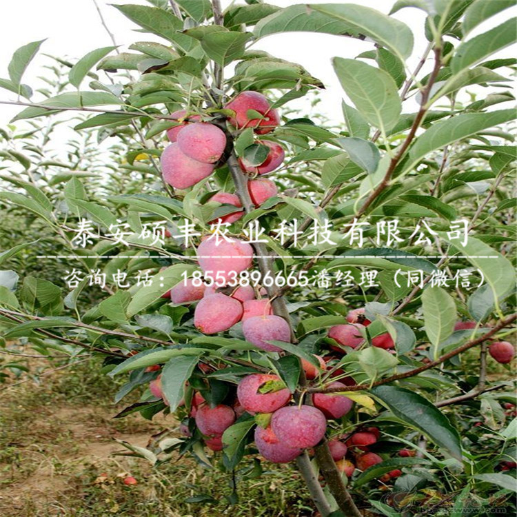 紅嘎啦蘋果苗廠家、紅嘎啦蘋果苗詳細(xì)價格