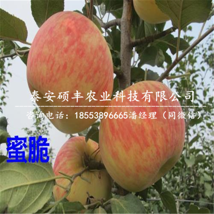青香蕉蘋果苗供應(yīng)商、青香蕉蘋果苗市場(chǎng)行情