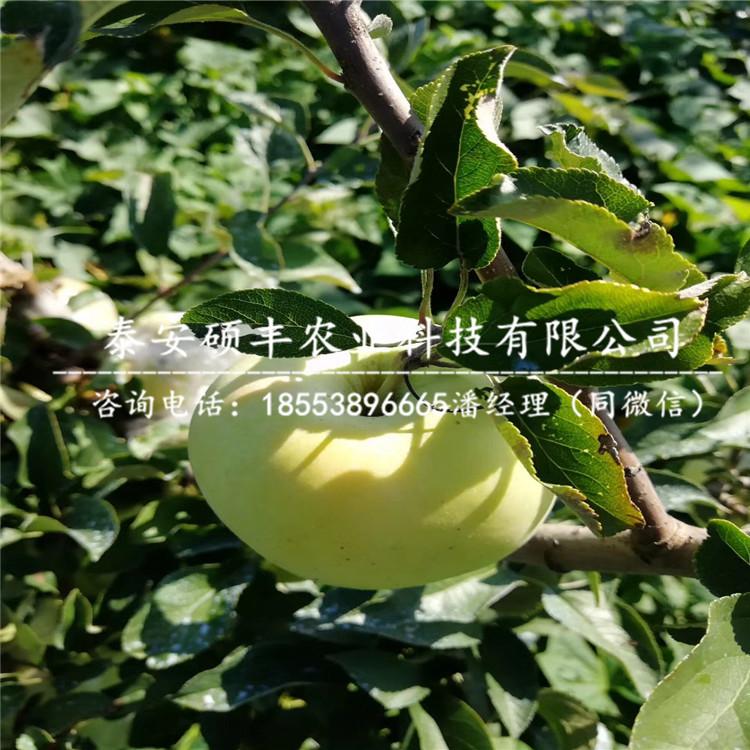 嫁接秀水蘋果苗詳細價格、嫁接秀水蘋果苗廠家價格