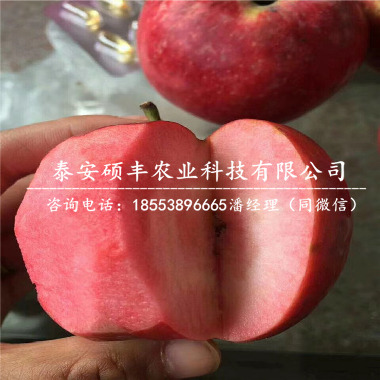 喬納金蘋果苗行情、喬納金蘋果苗產(chǎn)地報價