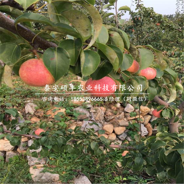 紅茄梨樹苗、梨苗批發(fā)價(jià)格