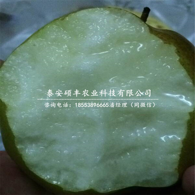 水晶梨樹苗、梨苗供應(yīng)