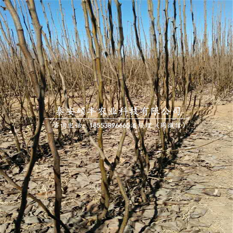 意大利黑梨樹苗、梨苗零售價格