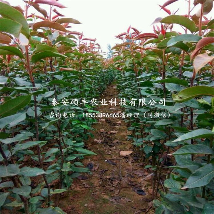 紫巴梨樹苗、梨苗產(chǎn)地價格